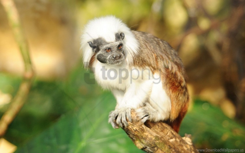 monkey rock twigs wool wallpaper Clear PNG pictures comprehensive bundle