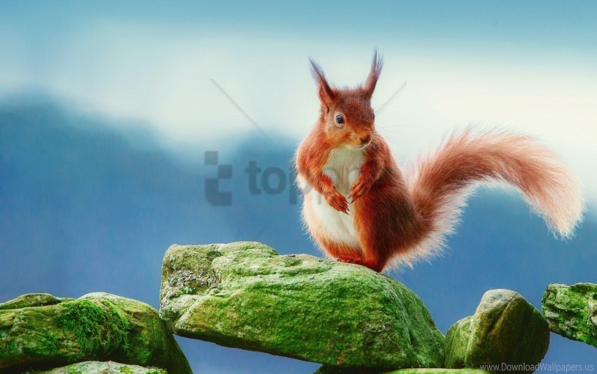 Moss Rocks Squirrel Wallpaper PNG Graphics With Alpha Transparency Broad Collection