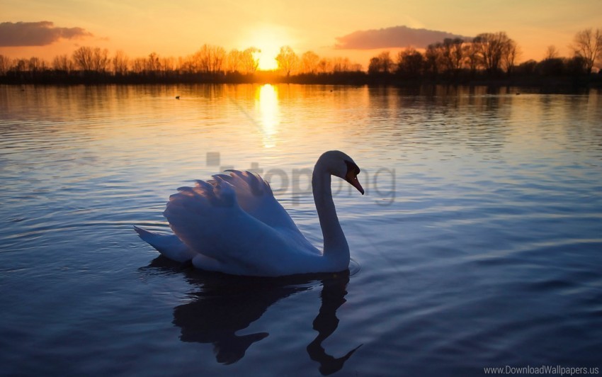 Mute Swan Wallpaper Transparent Graphics PNG