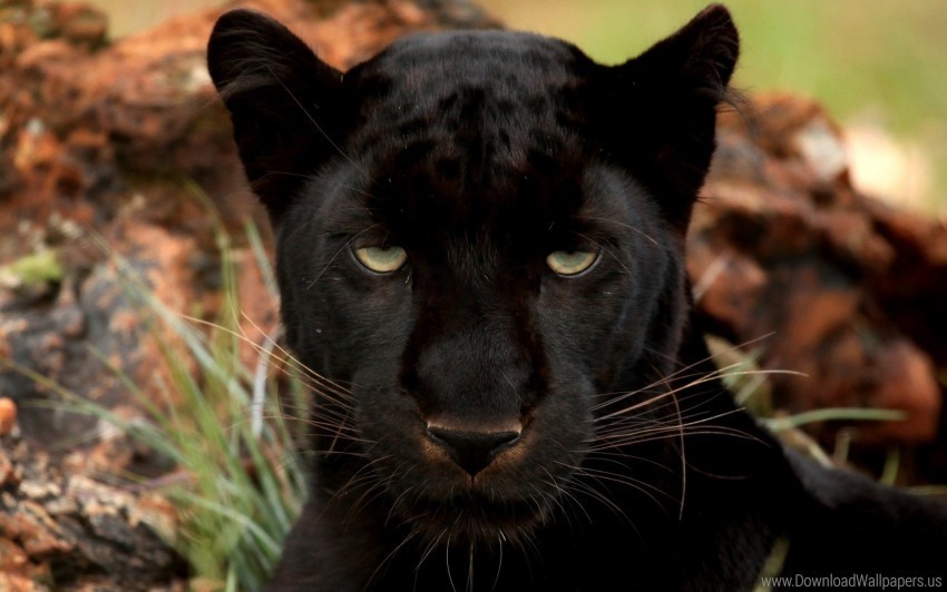 muzzle panther predator wild cat wallpaper Transparent Background Isolation in HighQuality PNG