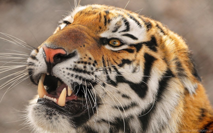 muzzle predator tiger wallpaper PNG Image with Clear Isolation