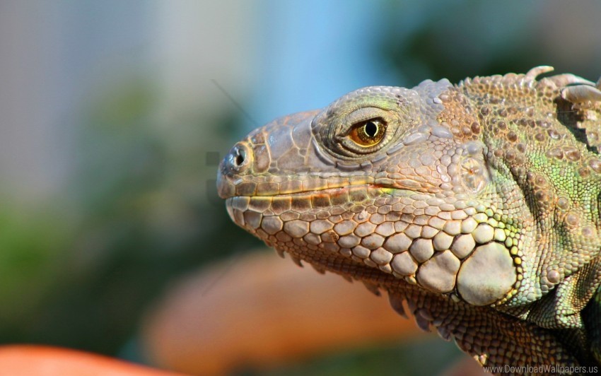 Muzzle Pro Reptile Wallpaper PNG Transparent Photos For Design