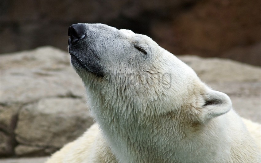 nature polar bear pose wallpaper PNG with no background free download