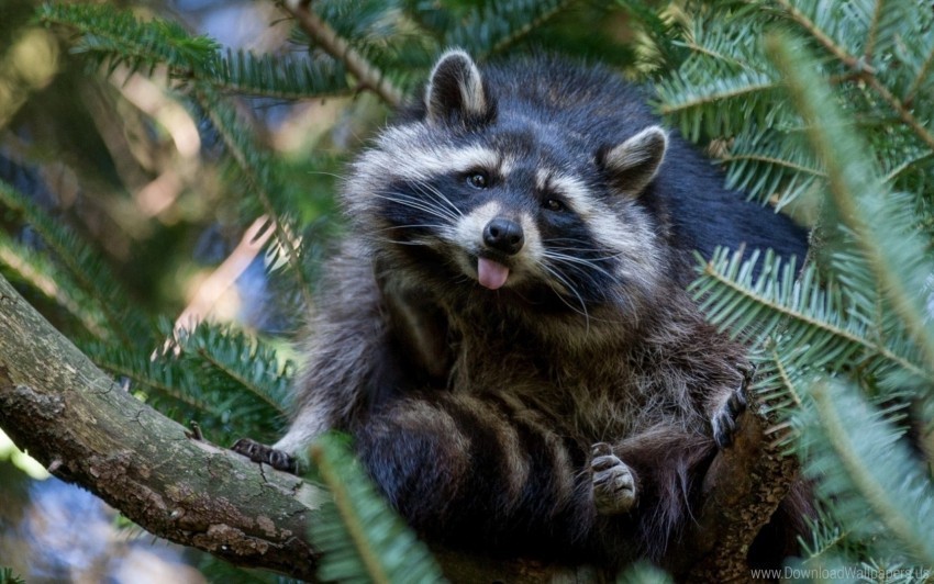 Nature Raccoon Tree Wallpaper Isolated Icon On Transparent Background PNG