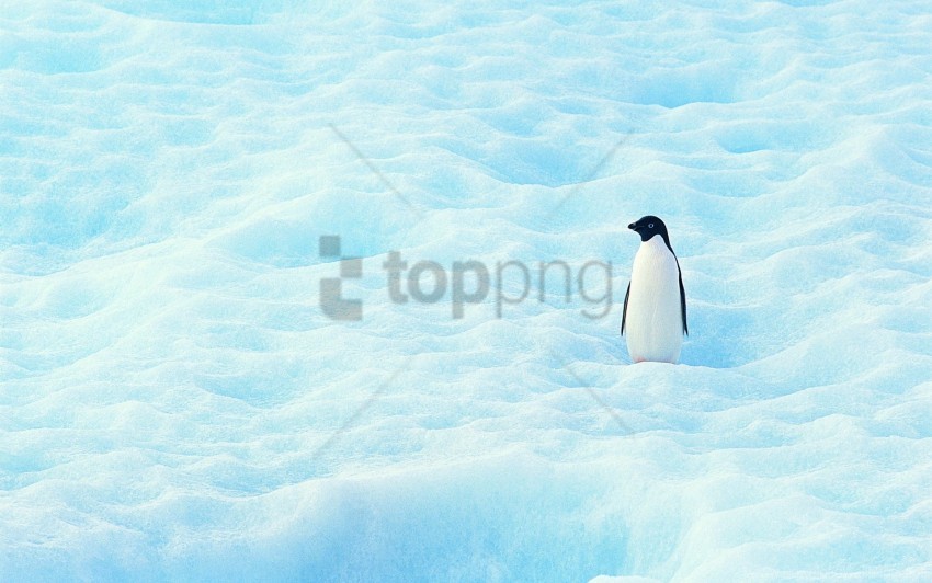 north penguin small snow wallpaper PNG files with clear background variety