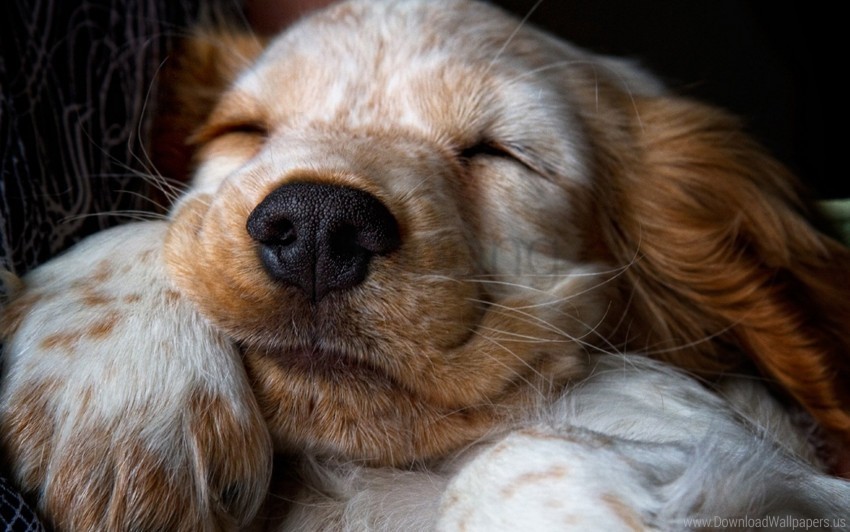 nose puppy sleep snout wallpaper Clear pics PNG