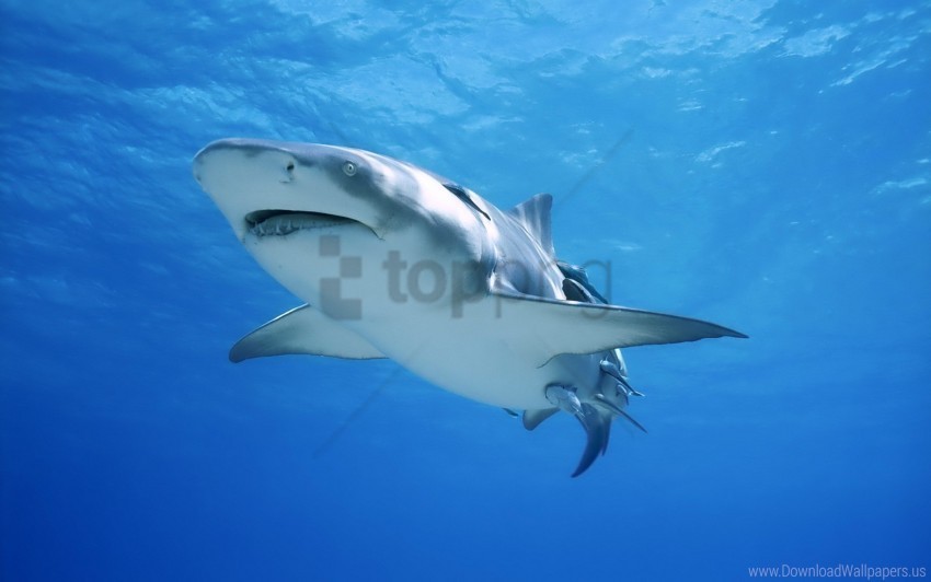 ocean predator sea shark swim wallpaper Clean Background Isolated PNG Graphic Detail