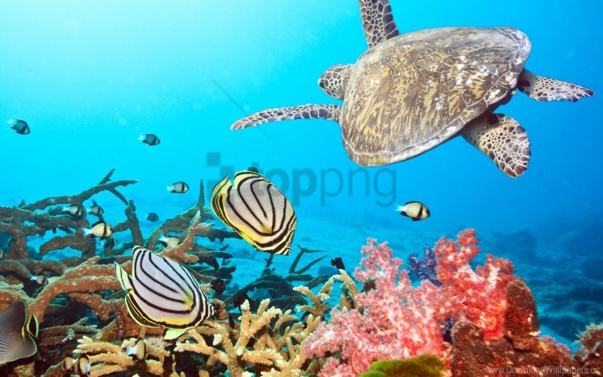 ocean sea swim turtle underwater wallpaper Transparent art PNG