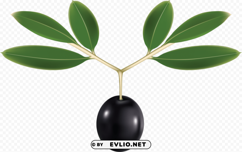 olives PNG file with no watermark