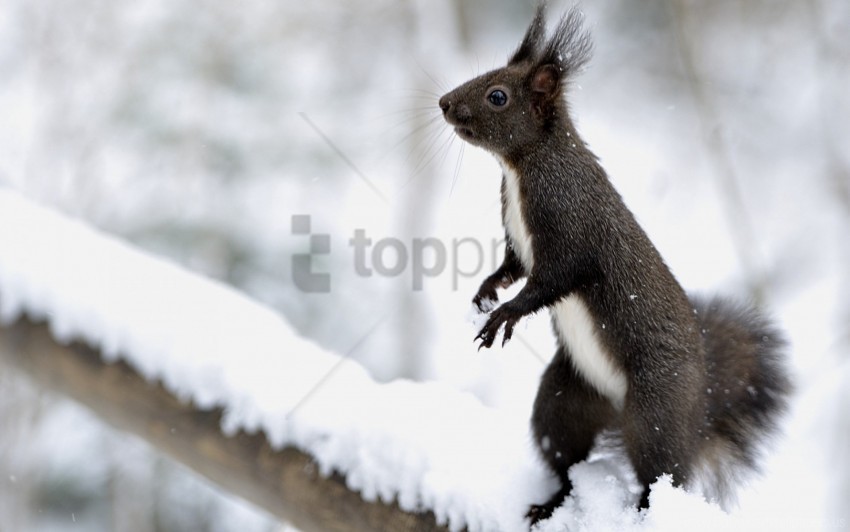 on his hind legs snow squirrel wallpaper Clear Background Isolated PNG Object