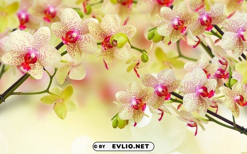 orchids soft Isolated Character on Transparent Background PNG