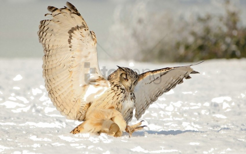 owl predator snow swing wallpaper Transparent PNG images complete library
