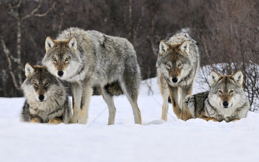 pack predator snow wolves wallpaper PNG images with alpha transparency wide selection