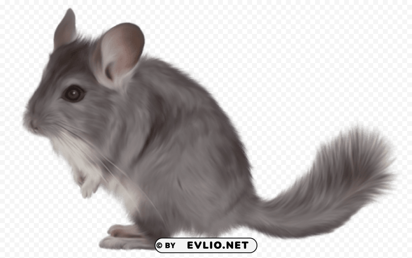 painted chinchilla Isolated PNG Element with Clear Transparency