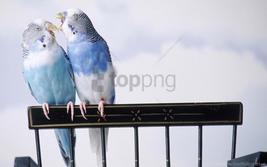 pair parrots sit taking care wallpaper Clear PNG pictures assortment