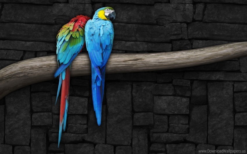 Pair Parrots Wallpaper Transparent PNG Image