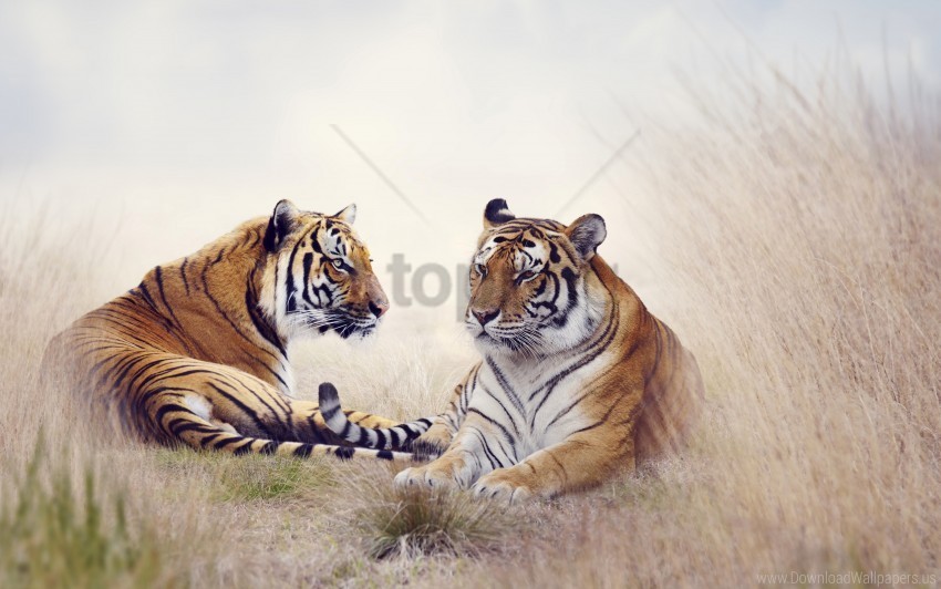 Pair Tiger Wallpaper PNG Images Alpha Transparency