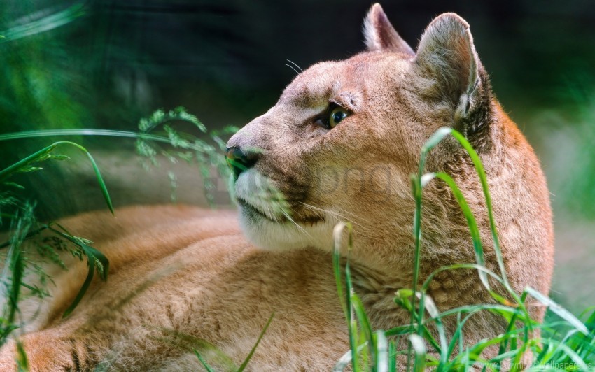 panther predator puma wallpaper Free download PNG with alpha channel