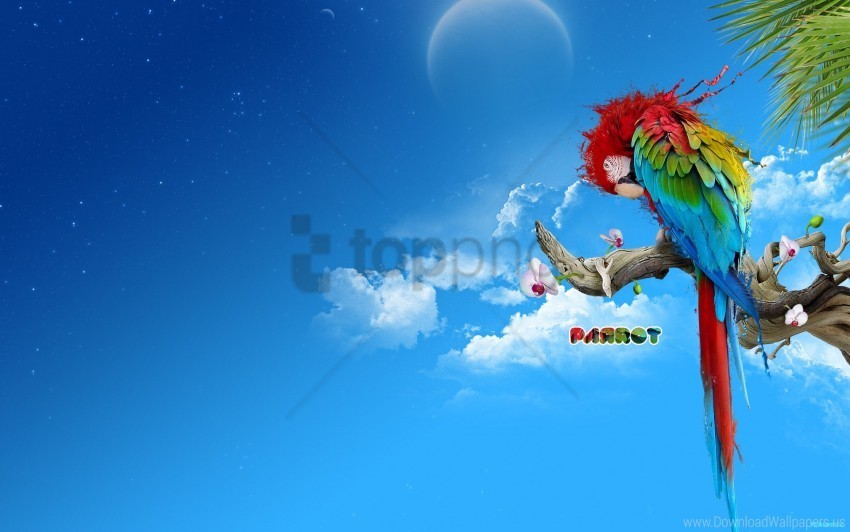 Parrot Wallpaper Transparent PNG Photos For Projects