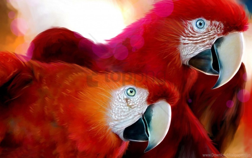 parrots widescreen wallpaper Transparent PNG Isolated Graphic Element