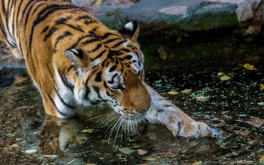 paw predator tiger water wallpaper PNG images for websites