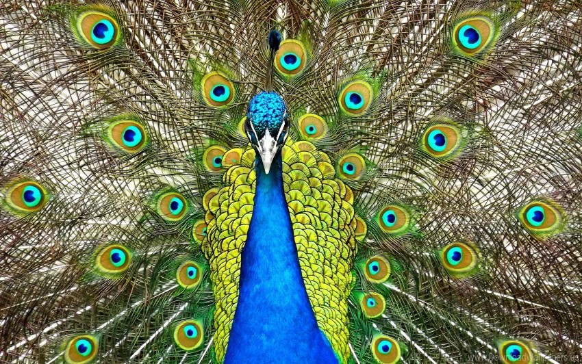 Peafowl Wallpaper PNG Image With Transparent Cutout