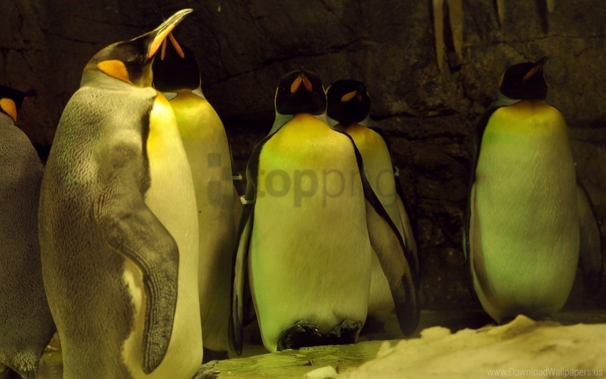 penguins sleeping wallpaper Transparent background PNG photos