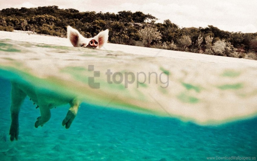 pig swim water wallpaper PNG graphics with transparent backdrop