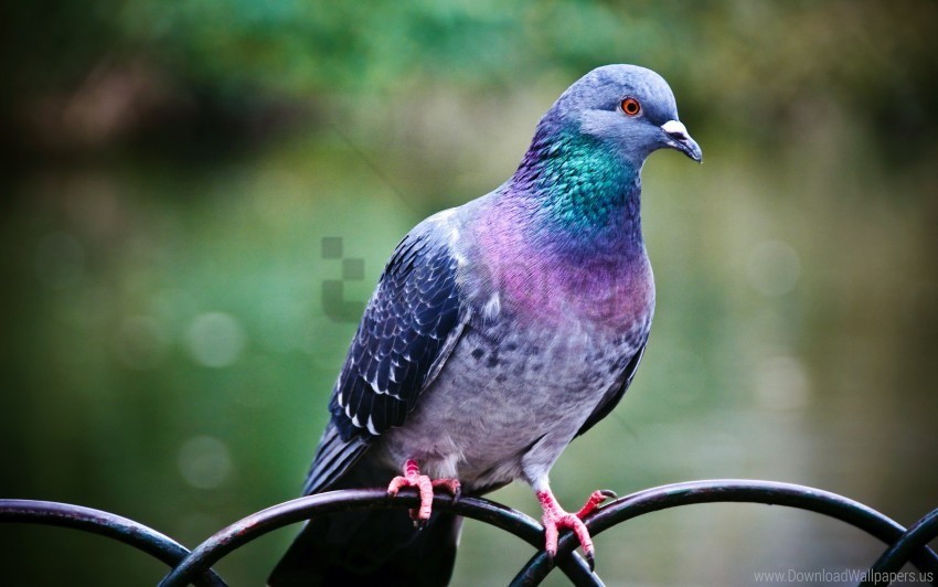 pigeon wallpaper PNG transparent photos library