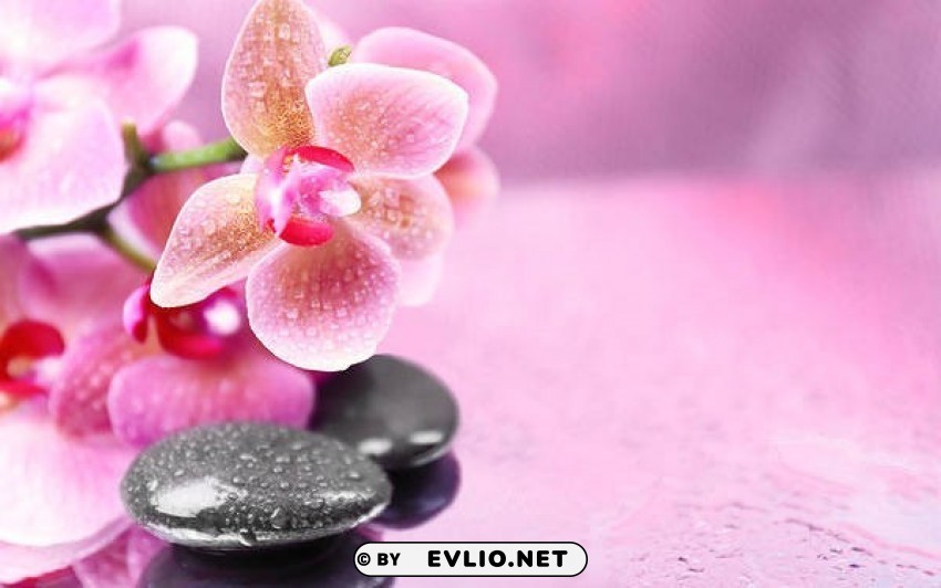 pink orchids Isolated Character on Transparent PNG