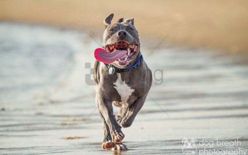 pit bull terrier protruding tongue run wallpaper Clear Background PNG Isolated Graphic