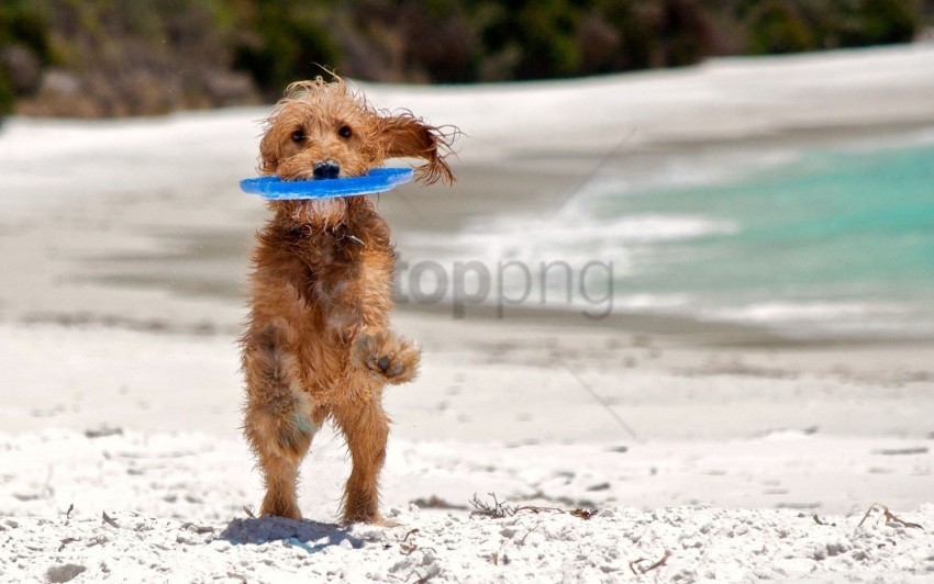 playful puppy run sand wallpaper PNG pictures without background