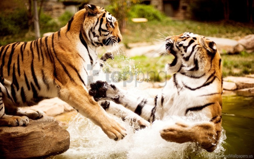 playing tigers wallpaper Transparent background PNG clipart