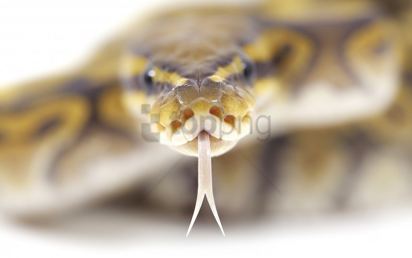poison snake spots tongue wallpaper PNG transparent elements complete package
