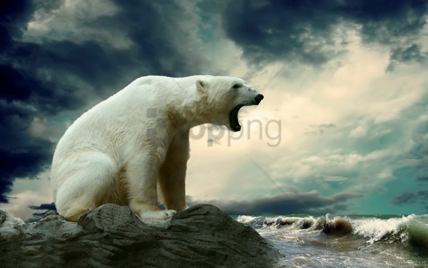 polar bear sitting thick wallpaper PNG images without subscription