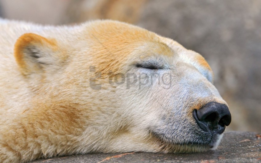 polar bear sleeping snout snow wallpaper PNG transparent photos vast collection