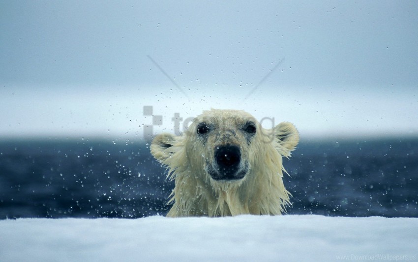 polar bear snow water wet wallpaper PNG images with no royalties