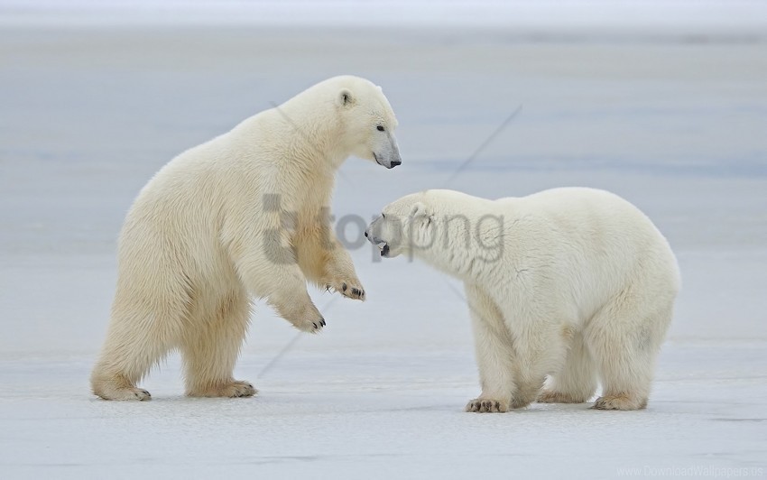 polar bears snow steam walk wallpaper Isolated Illustration in Transparent PNG
