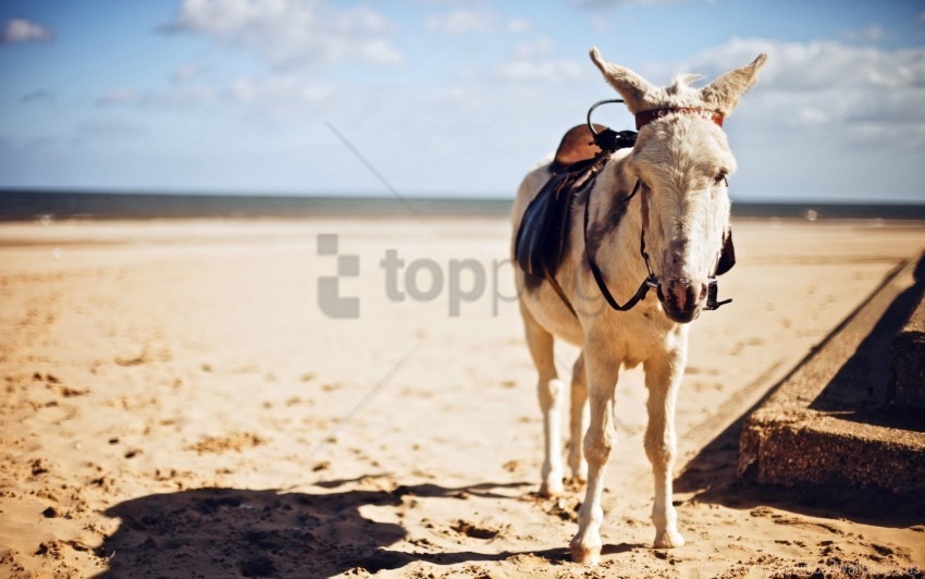 pony saddle sand shade wallpaper PNG transparent graphic