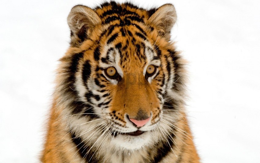 portrait tiger wallpaper Free PNG images with clear backdrop
