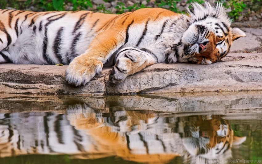 predator reflection rest tiger water wallpaper PNG images with transparent overlay