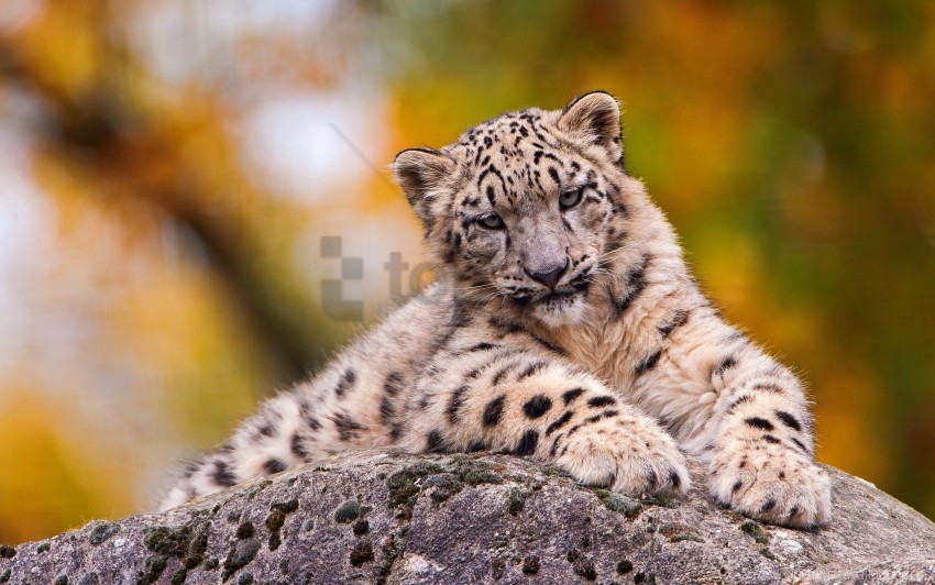 predator sit snow leopard wallpaper ClearCut Background PNG Isolated Element