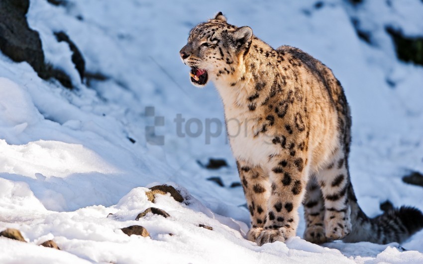 predator snow snow leopard teeth walk wallpaper Isolated Item on Transparent PNG