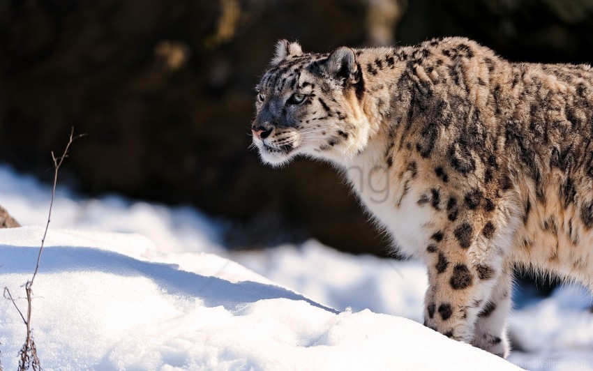 predator snow snow leopard wallpaper Isolated Subject in HighResolution PNG