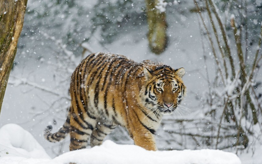 predator snow tiger walk wallpaper PNG Isolated Design Element with Clarity