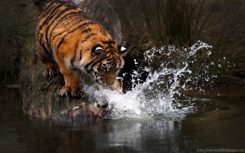 predator splash tiger water wallpaper Free PNG images with transparency collection