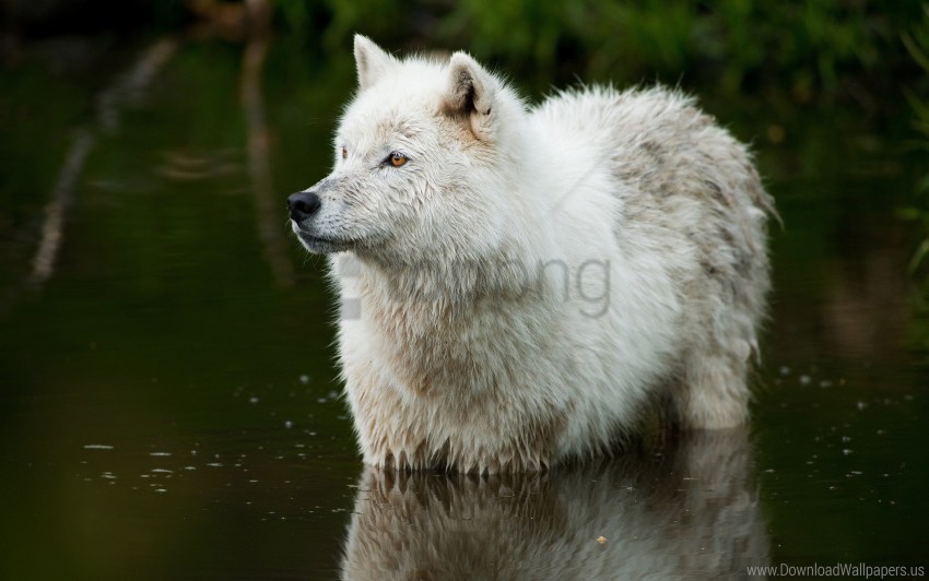 predator water wolf wallpaper Transparent background PNG images comprehensive collection
