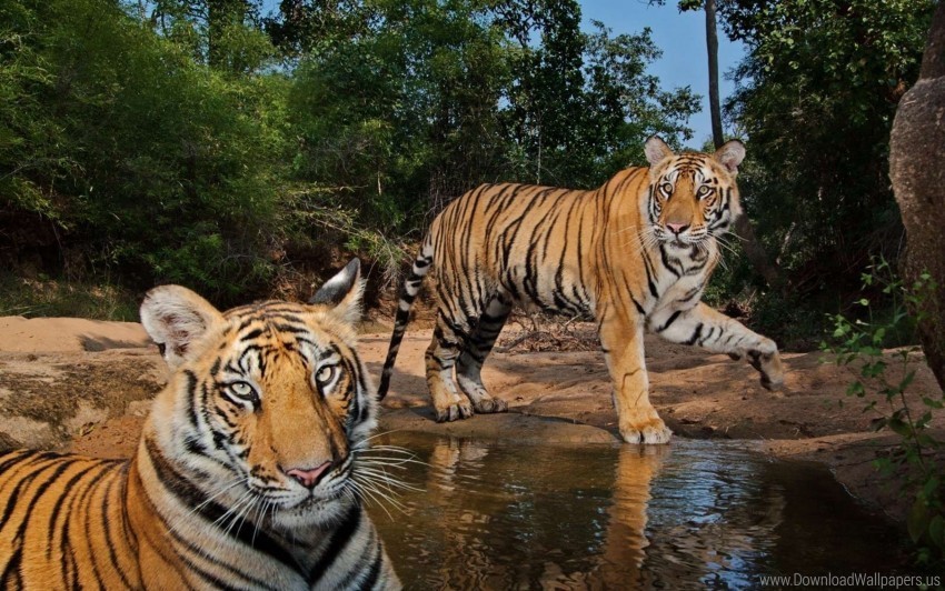 predators steam tigers water wallpaper PNG file with no watermark