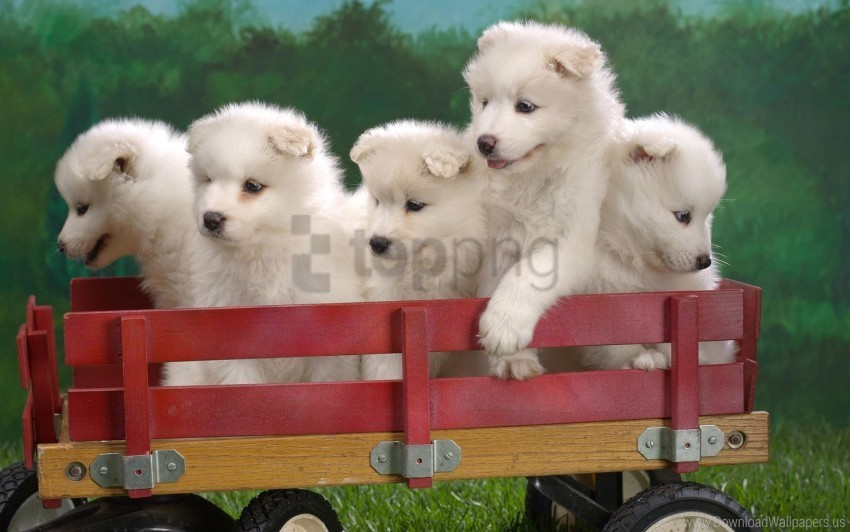 Puppies Samoyed Wagonload Wallpaper Free PNG Images With Transparent Background