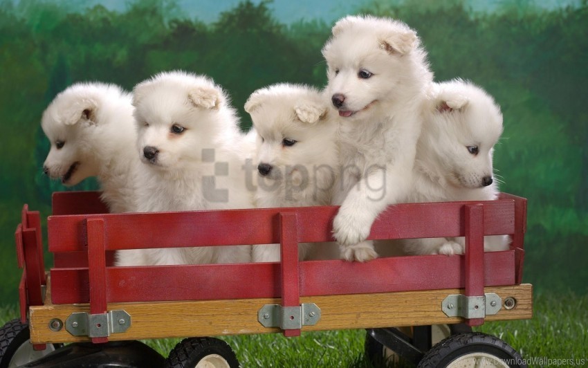 puppies set sit toy truck wallpaper Transparent image
